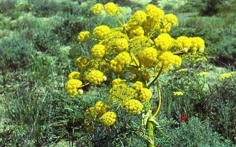 Hing/Asafoetida Cultivation starts first time In India